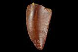 Serrated, Raptor Tooth - Real Dinosaur Tooth #173554-1